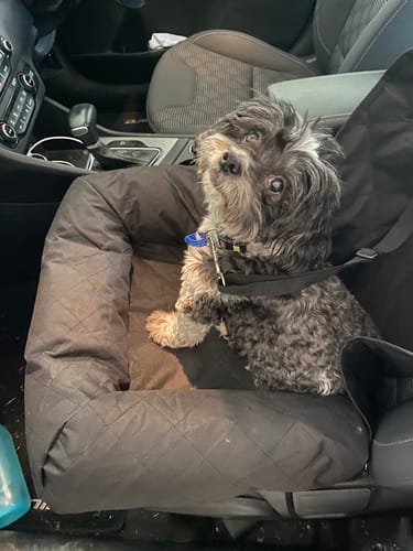 Customer photo review of Car Seat Cover
