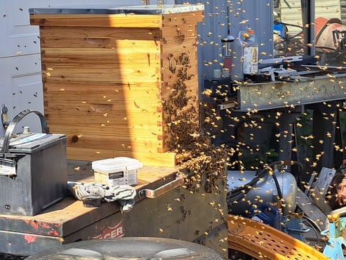Customer photo review of BeeCastle 8-Frame Langstroth Beehive – 100% Beeswax Coated with Pine Wooden Frames and Waxed Foundations, Includes 2 Deep Brood Boxes and 2 Medium Supers