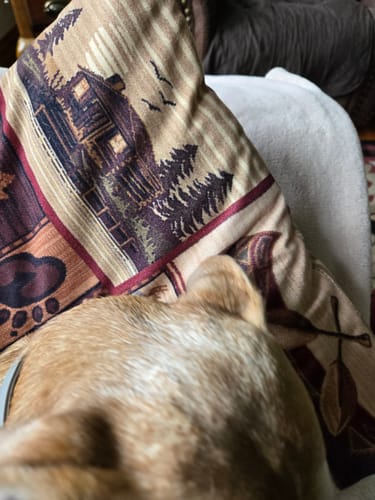 Customer photo review of Petsmont Buddy Guard Toy Dog