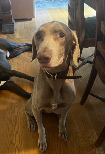 Customer photo review of Petsmont Buddy Guard Medium Dog