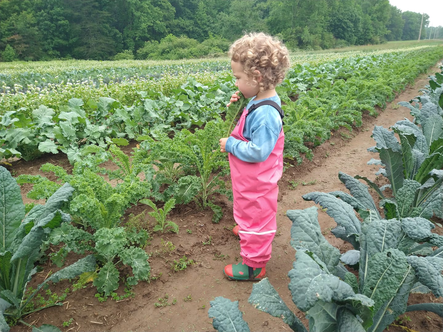 Customer photo review of Red Apples Classic Wellington Fair Rubber Natural Waterproof Boots