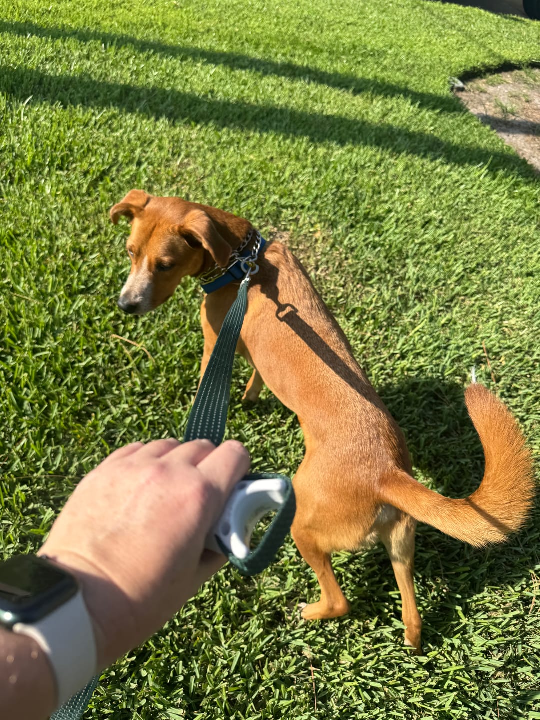 Customer photo review of Quick-Control Dog Leash