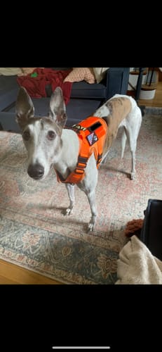 Customer photo review of NEW Upgraded Tactical No-Pull Team K9™ Dog Harness with 4 Quick-Release Metal Buckles, Reinforced Front & Back D-Rings, Hook & Loop Panels, Adjustable Straps, Reflective Strips, & Top Handle