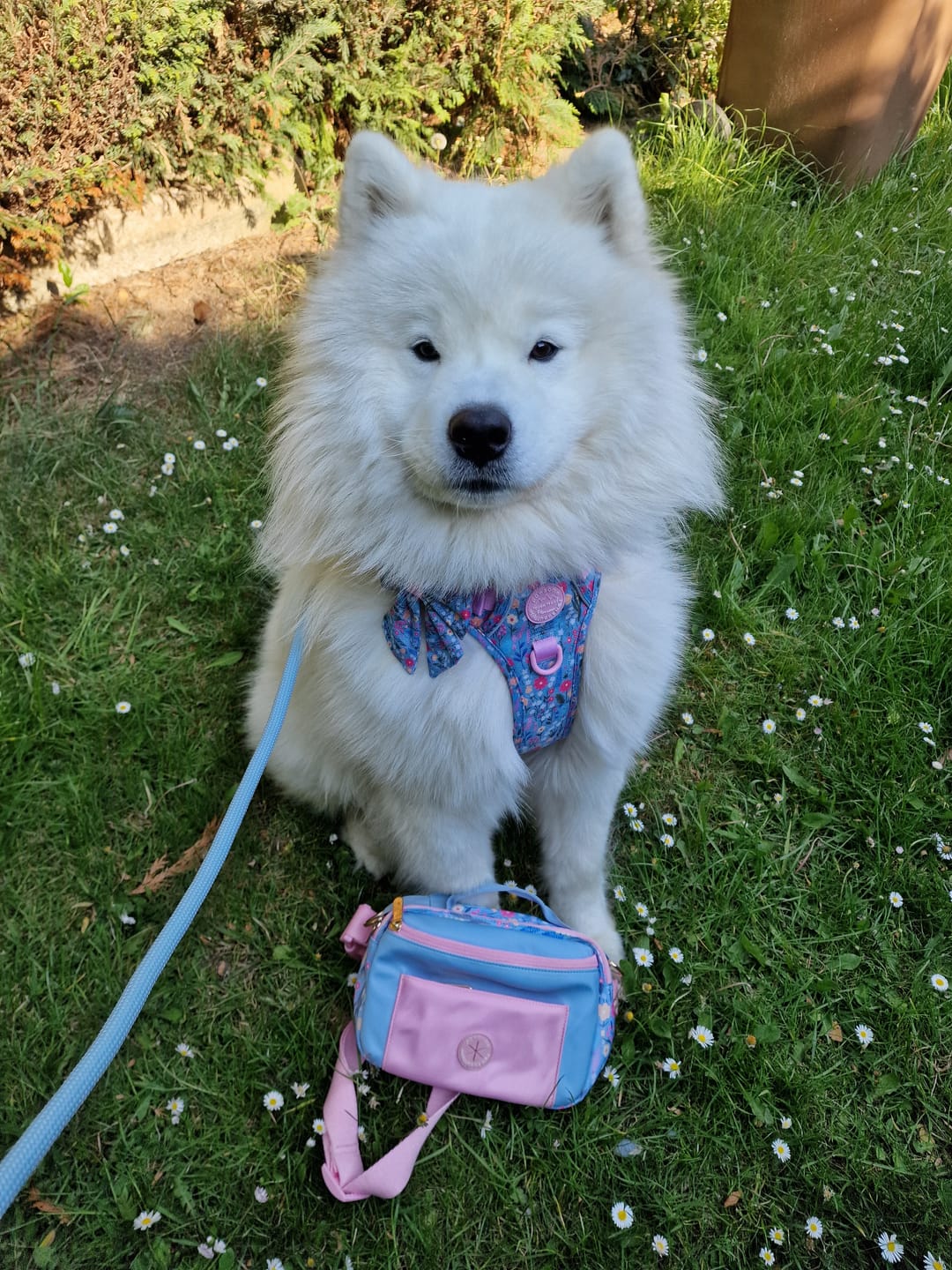 Customer photo review of Tough Trails™ Harness -  Whimsical Wildflowers