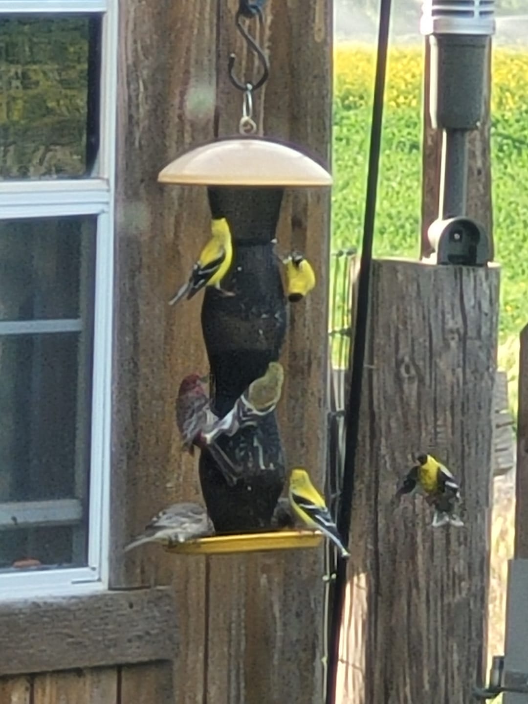 Customer photo review of Thistle Birdseed (Nyger)