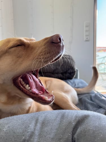 Customer photo review of Shiny Hair