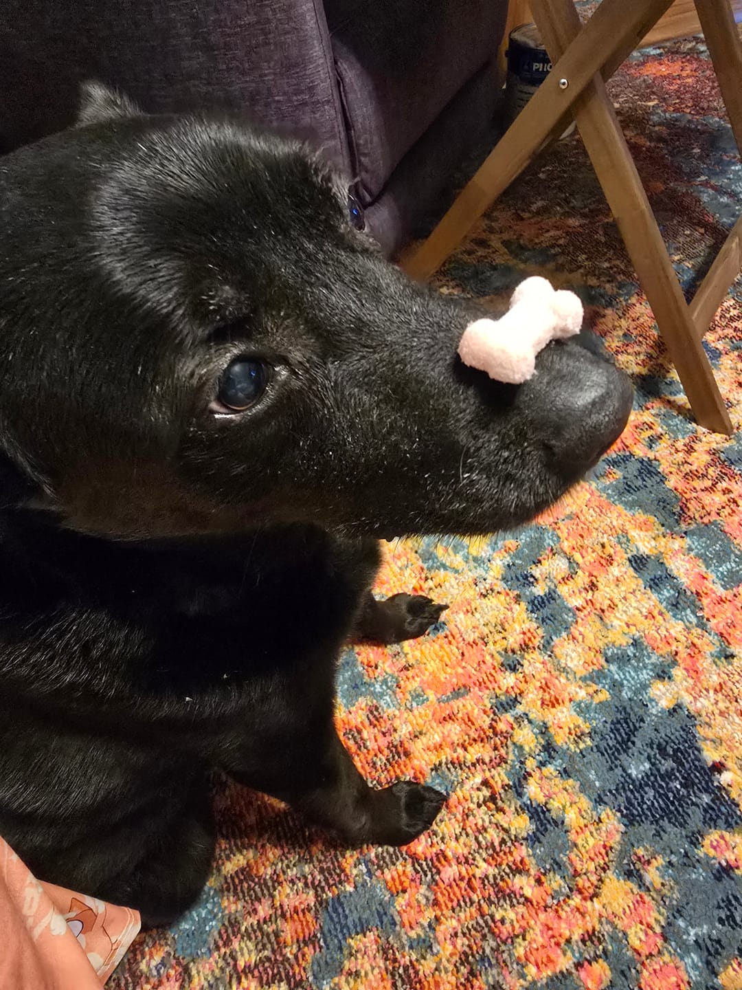 Customer photo review of Freeze Dried Goods - Turkey - Dog Treats