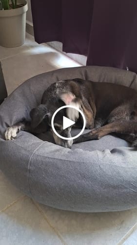 Customer video review of Funda Lino para Cama Antiestrés para Perros