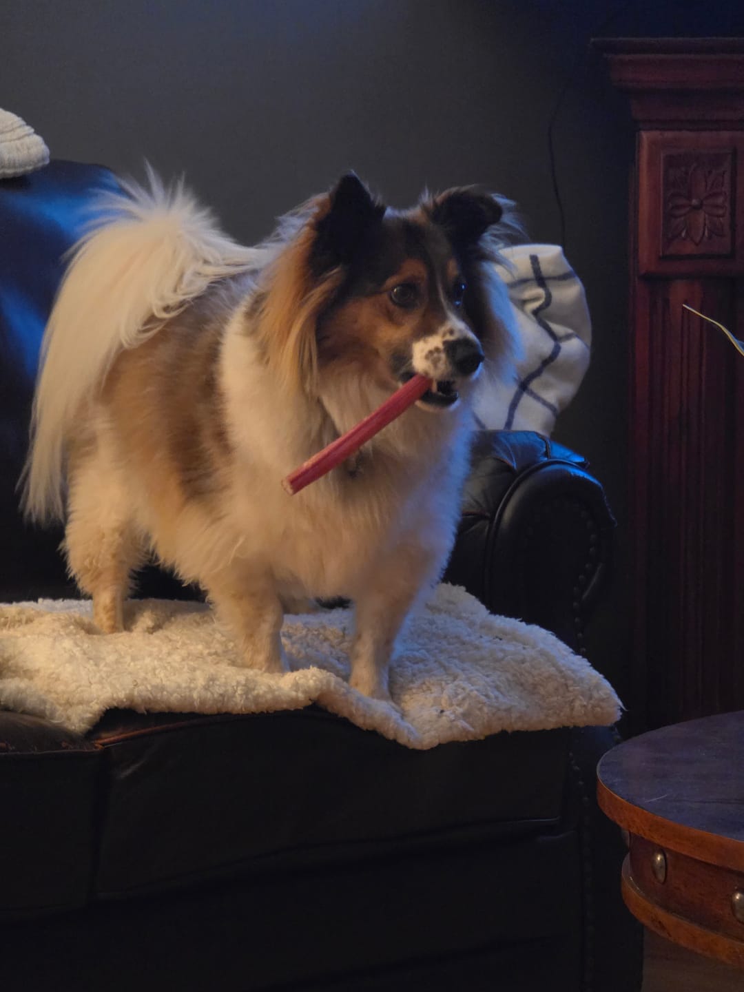 Customer photo review of Mint Himalayan Yak Chew (MEDIUM)