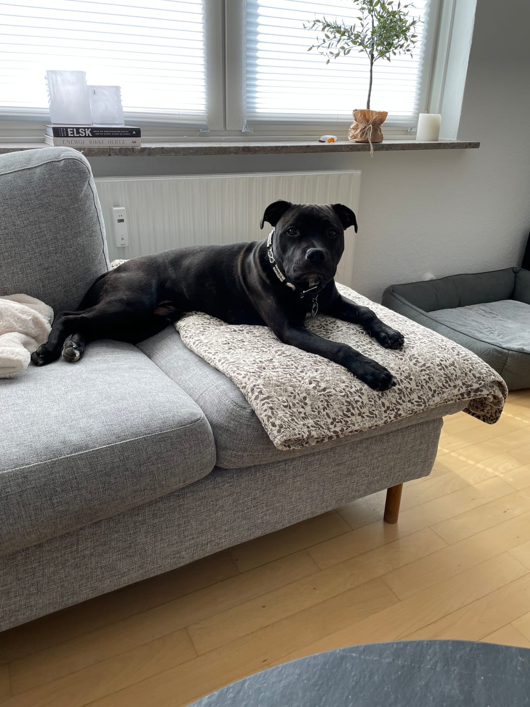 Customer photo review of Staffordshire Bull Terrier 1935® Leather Collar & Leash Set - Jefferson - Black/Silver