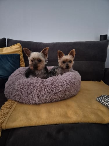Customer photo review of Puppery Hundebett Wolke 7 - Das Original