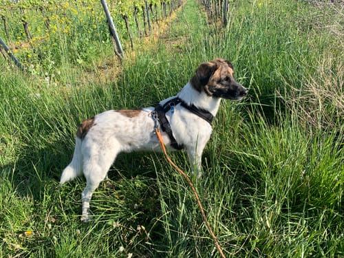 Customer photo review of Lucky Belly