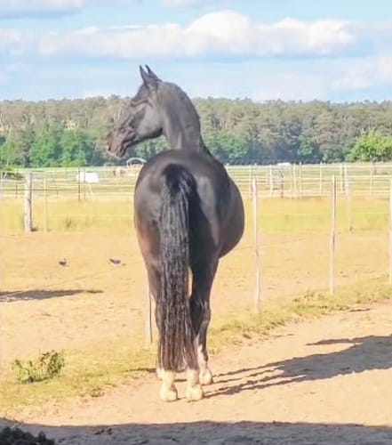 Customer photo review of Strotonin Horse Support