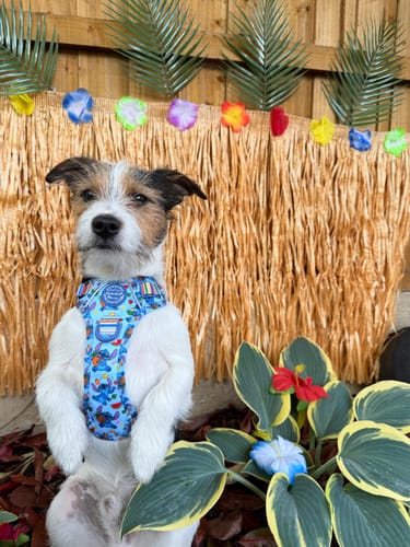 Customer photo review of Disney© Tough Trails™ Harness - Stitch's Fruit Fiesta