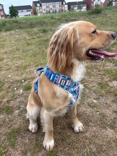 Customer photo review of Disney© Tough Trails™ Harness - Stitch's Fruit Fiesta
