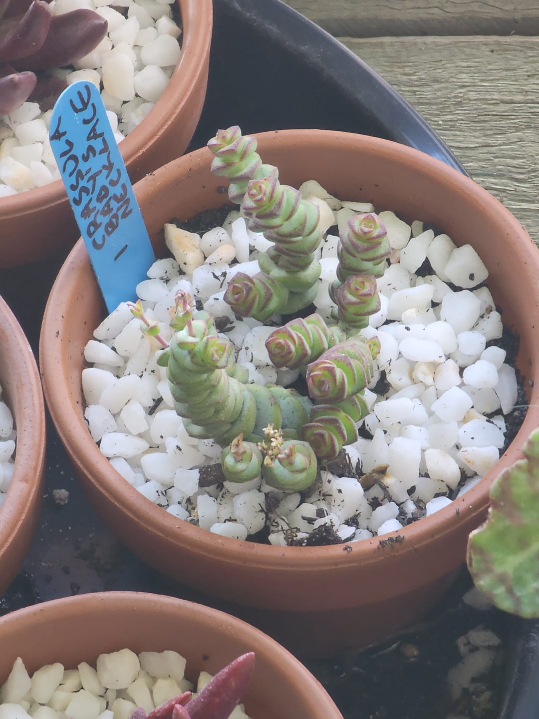 Customer photo review of Crassula Baby's Necklace