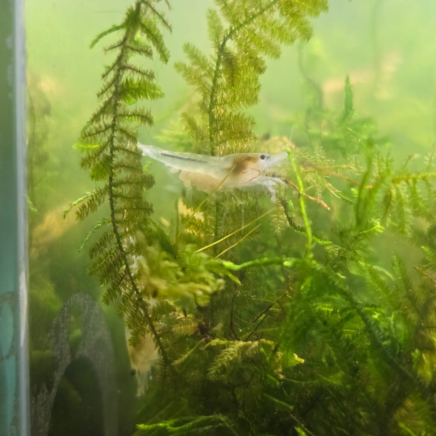 Customer photo review of Snowball Shrimp