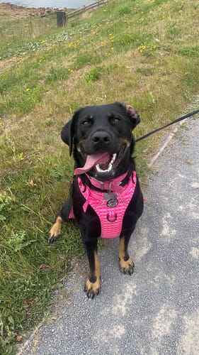 Customer photo review of Tough Trails™ Harness -  Paws To Check