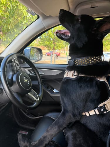 Customer photo review of Hand Made Leather Dog Collar - Ruthless Black & Brass (Wide Fit)