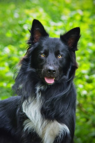 Customer photo review of Pumpkin Digestive Aid For Dogs
