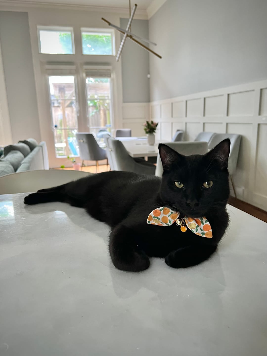 Customer photo review of Orange Print Cat Collar with Charm
