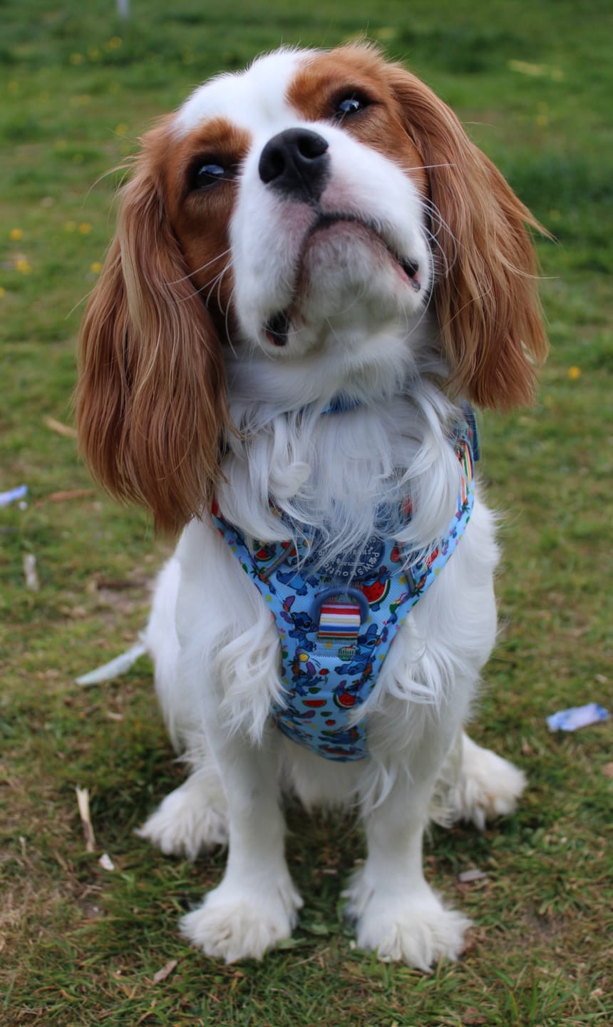 Customer photo review of Disney© Tough Trails™ Harness - Stitch's Fruit Fiesta