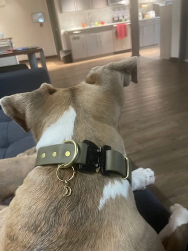 Customer photo review of Adjustable Biothane Quick Release Dog Collar