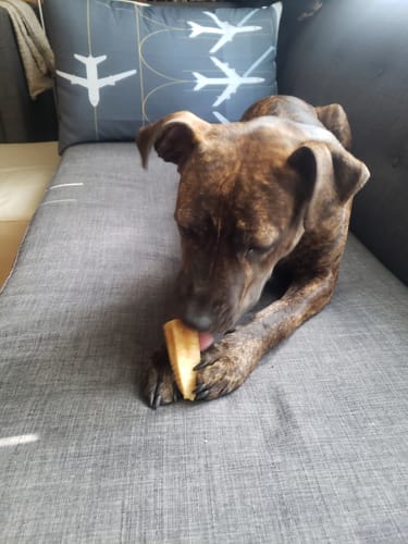 Customer photo review of Turmeric Yak Chews