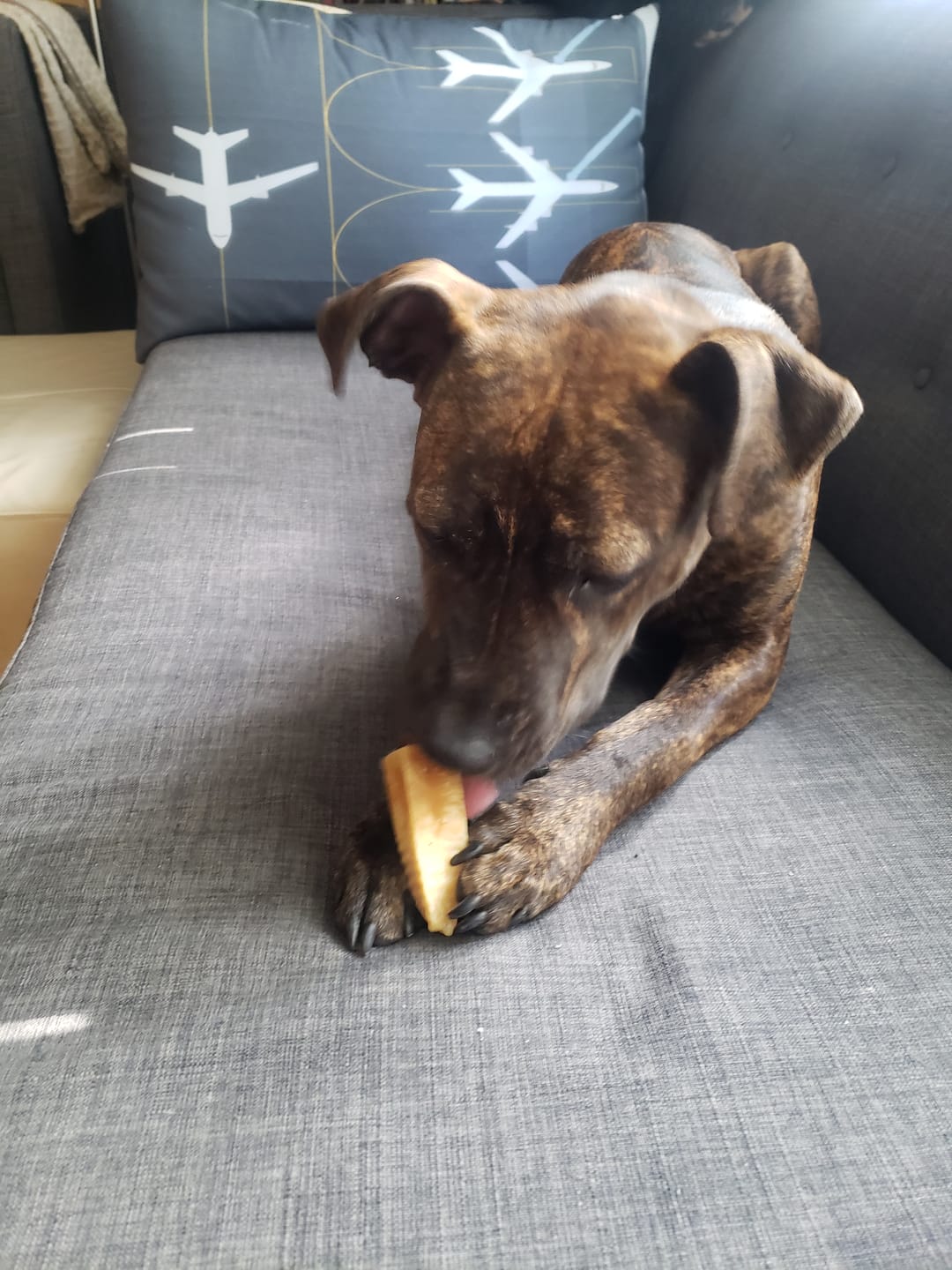 Customer photo review of Turmeric Yak Chews