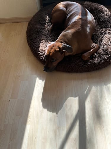 Customer photo review of Puppery Hundebett Wolke 7 - Das Original