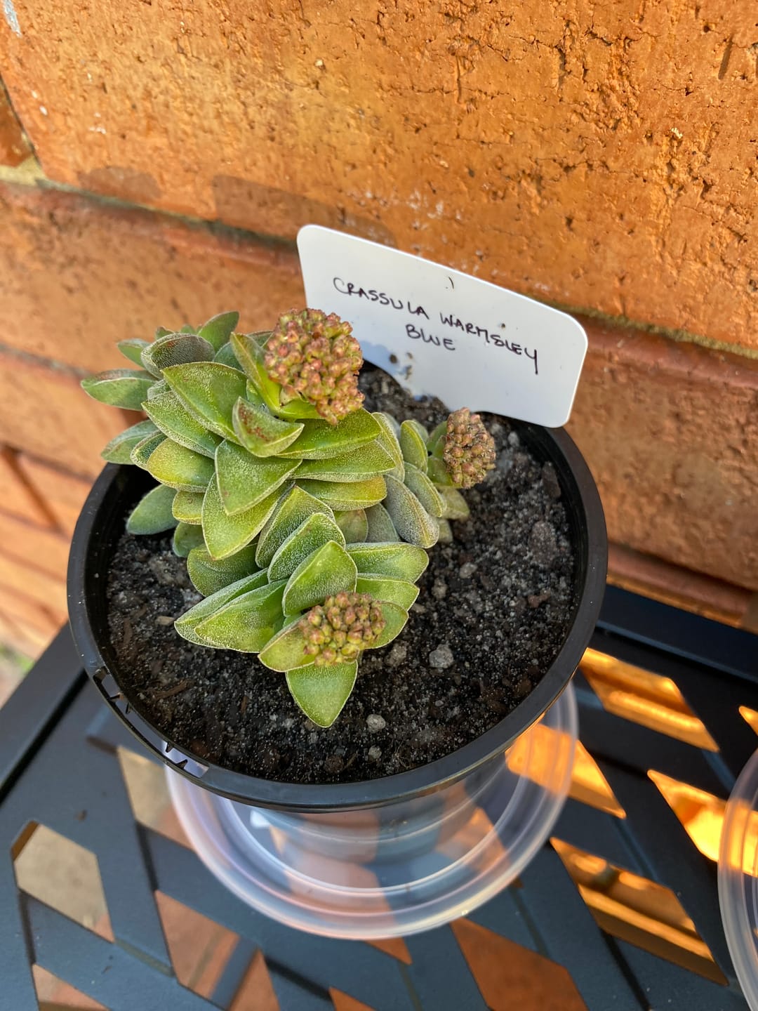 Customer photo review of Crassula 'Warmsley Blue'