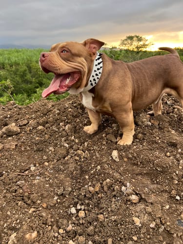 Customer photo review of COLLIER EN CUIR BLANC CLOUTÉ NOIR "THE MONSTER"