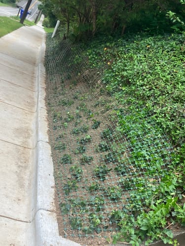 Customer photo review of English Ivy 50 Count Flat