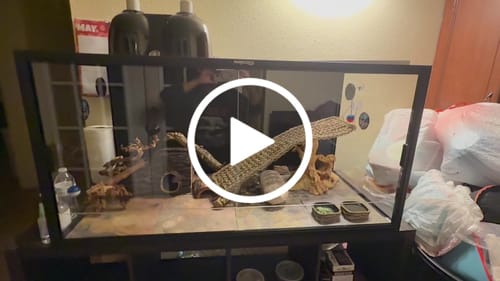 Customer video review of 120 Gallon Bearded Dragon Enclosure 4x2x2