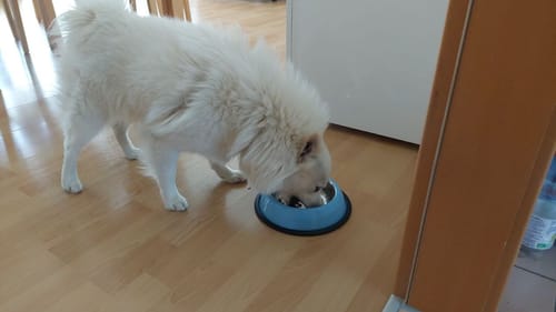 Customer photo review of Frischfutter für Energiebedarf von 426 kCal/Tag