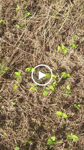 Customer video review of Big Fellow RR Soybean Seed | Eagle Seed