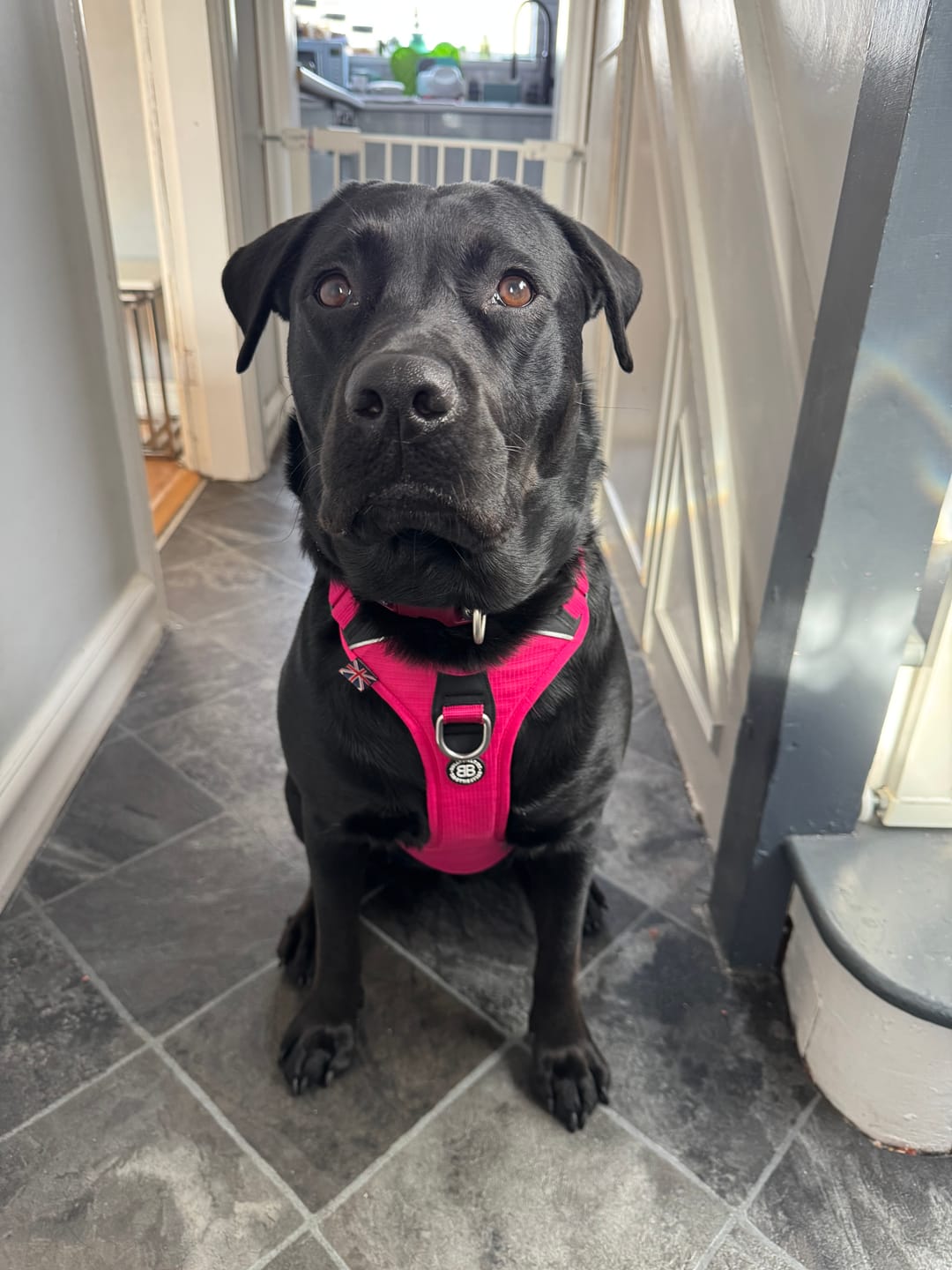 Customer photo review of Anti Pull Hurricane Harness - With Handle - Carminerose