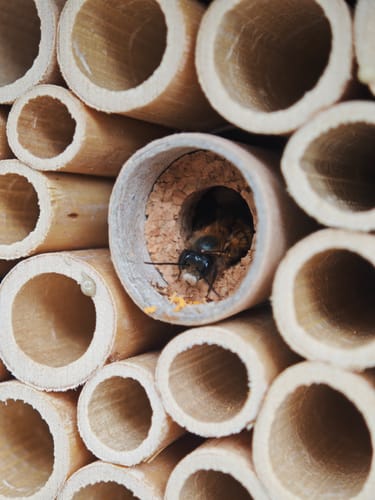 Customer photo review of Startpopulation - Kokons der Rostroten Mauerbiene