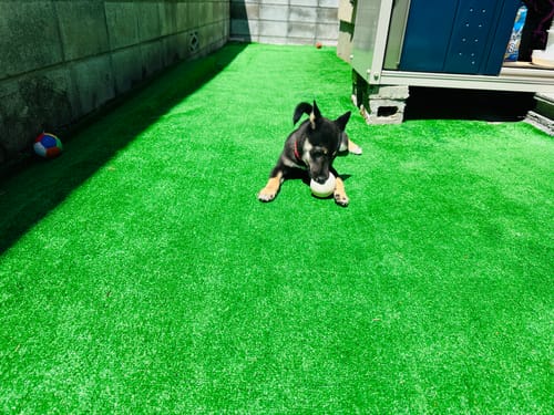 Customer photo review of ハーネス専用お名前タグ（２枚セット・マジックテープ式）