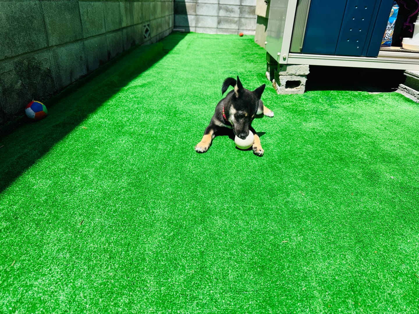 Customer photo review of ハーネス専用お名前タグ（２枚セット・マジックテープ式）