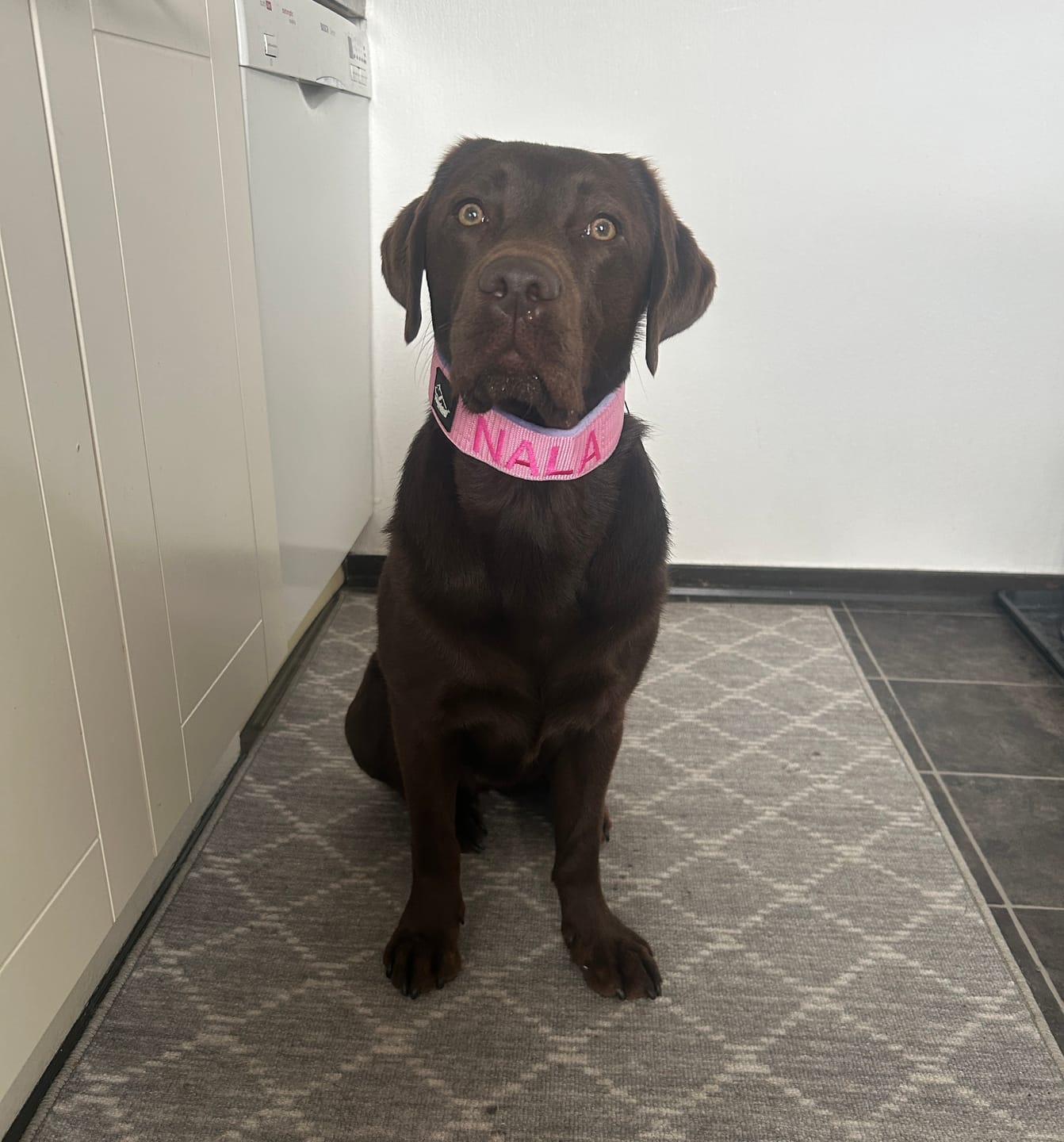Customer photo review of Helstryp halsband med namn