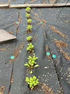 Customer photo review of Design Your Own Garden