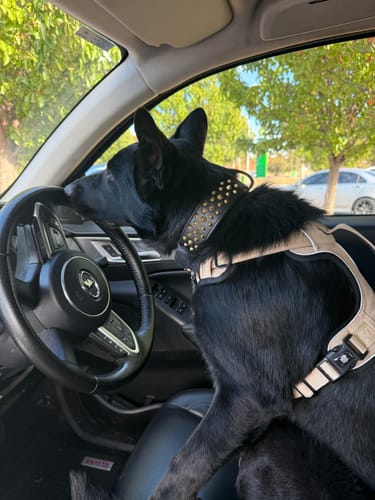 Customer photo review of Dog Harness Active X Sahara