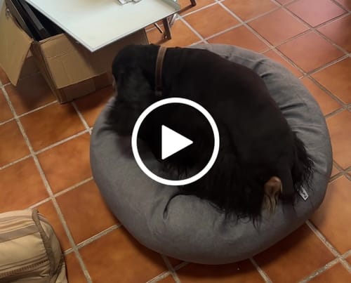 Customer video review of Funda Lino para Cama Antiestrés para Perros