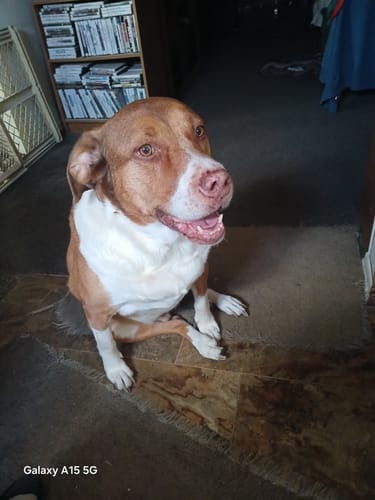 Customer photo review of Petsmont Buddy Guard Toy Dog