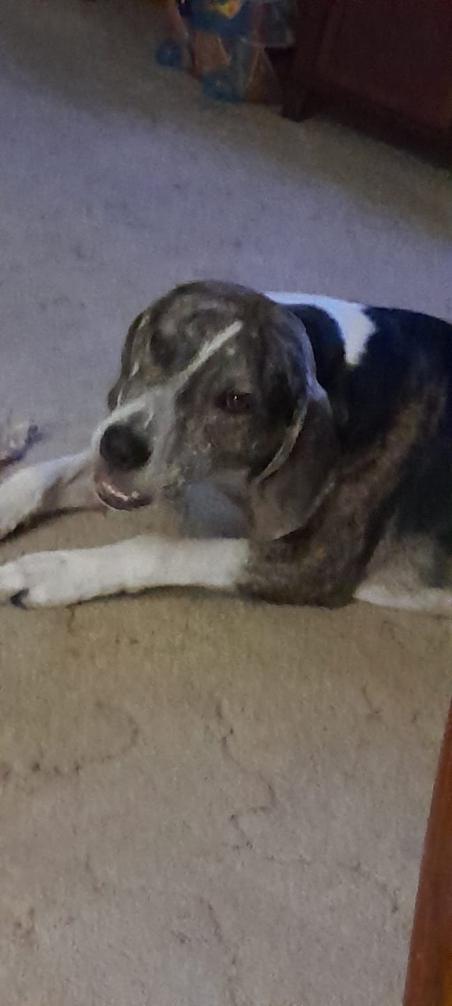 Customer photo review of 6 Inch Standard Braided Bully Stick