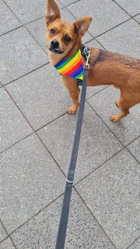 Customer photo review of Lucky Belly