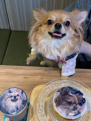 Customer photo review of ハーネス専用お名前タグ（２枚セット・マジックテープ式）