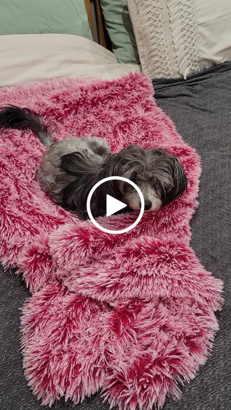 Customer video review of PaWz Pet Calming Blanket
