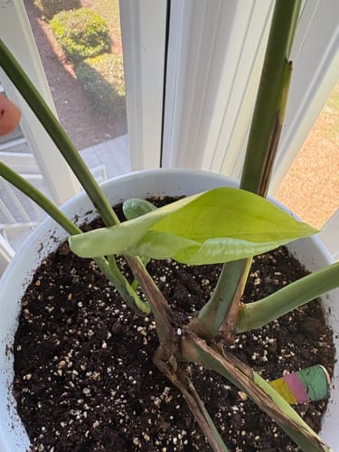 Customer photo review of Plant Food